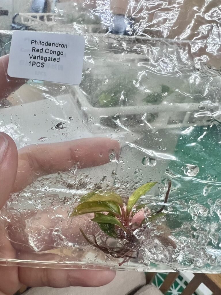 Philodendron Red Congo Variegated tissue culture plantlet in a clear bag, wholesale, 1 plant