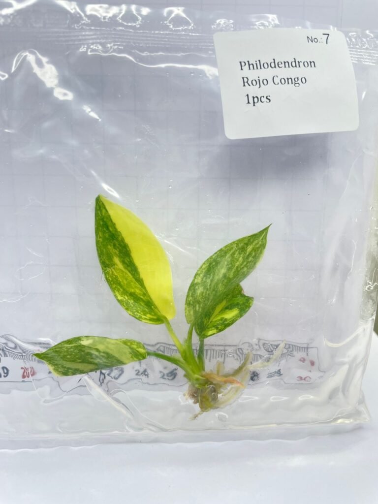 Philodendron Rojo Congo tissue culture plantlet in a clear bag, wholesale, 1 plant