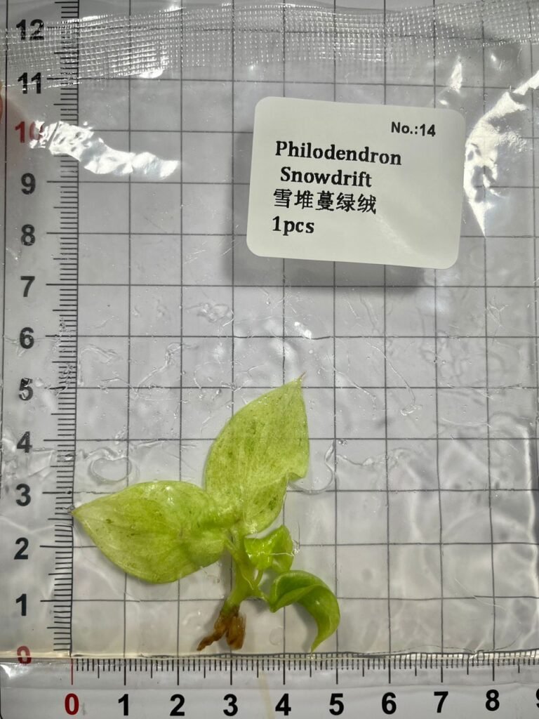 Philodendron Snowdrift tissue culture plantlet in a clear bag, wholesale, 1 plant
