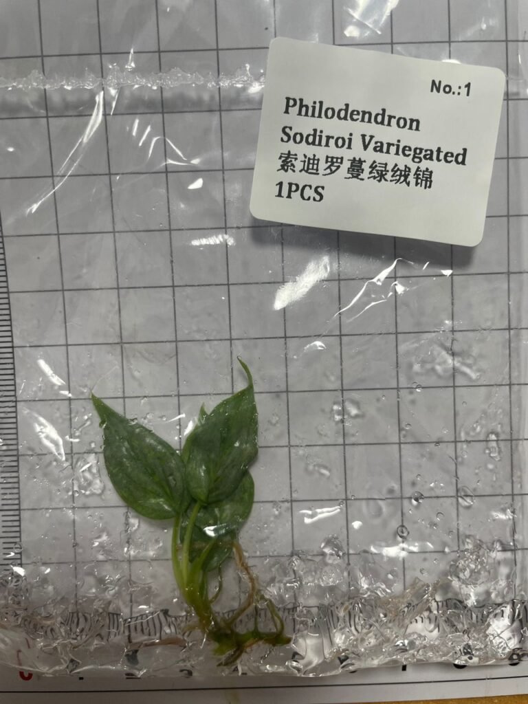 Philodendron Sodiroi Variegated tissue culture plantlet in a clear bag, wholesale, 1 plant