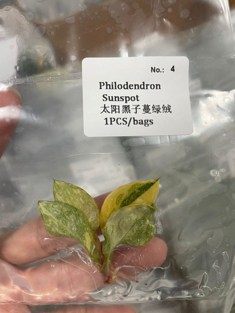 Philodendron Sunspot tissue culture plantlet in a clear bag, wholesale, 1 plant