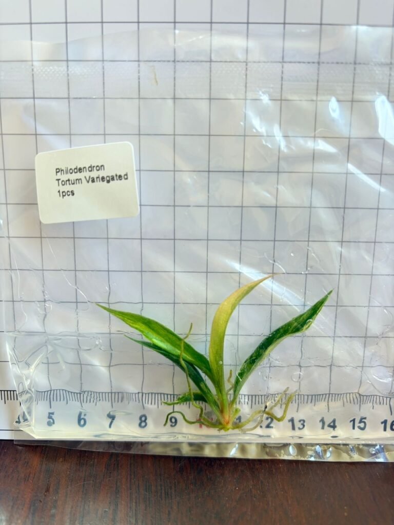 Philodendron Tortum Variegated tissue culture plantlet in a clear bag, wholesale, 1 plant