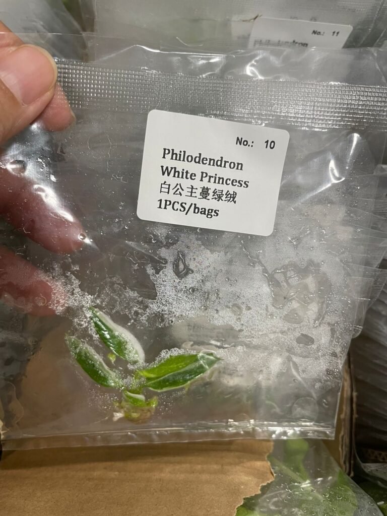 Philodendron White Princess tissue culture plantlet in a clear bag, wholesale, 1 plant