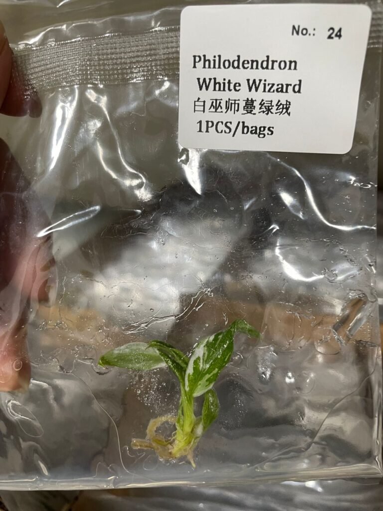 Philodendron White Wizard tissue culture plantlet in a clear bag, wholesale, 1 plant