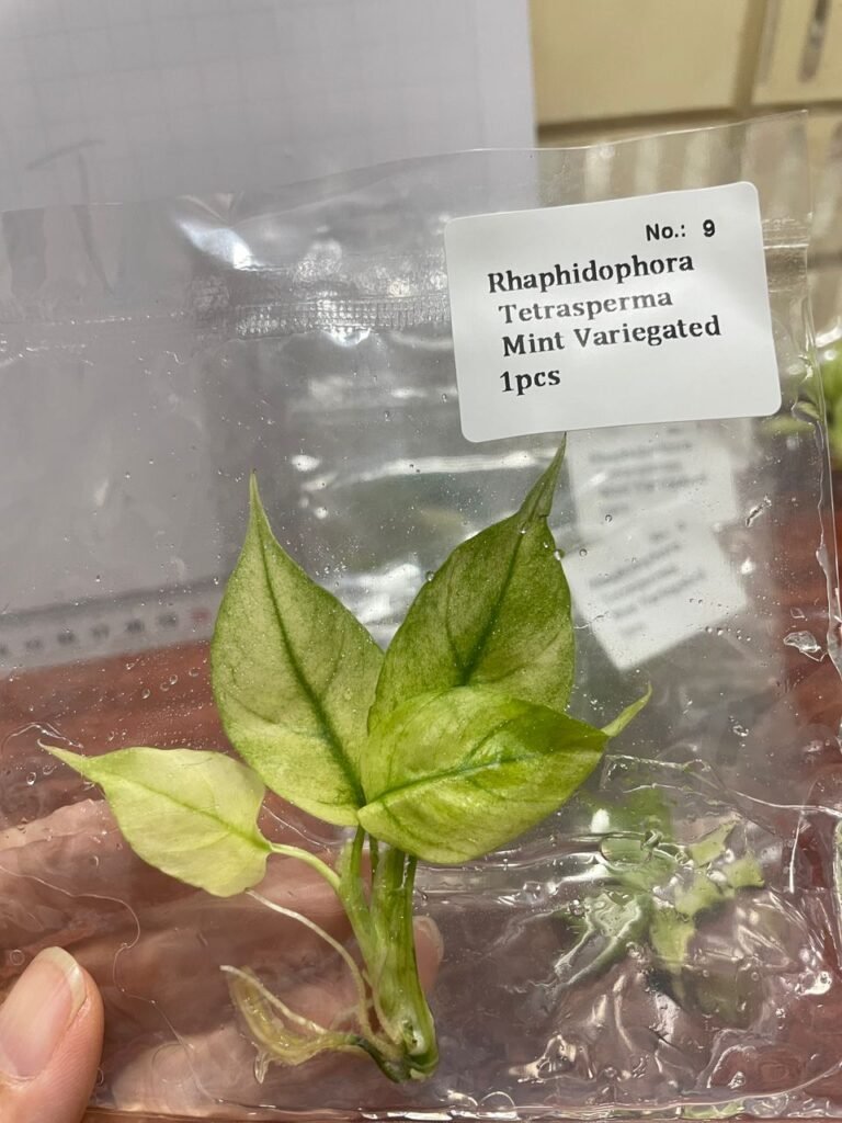 Rhaphidophora Tetrasperma Mint Variegated tissue culture plantlet in a clear bag, wholesale, 1 plant