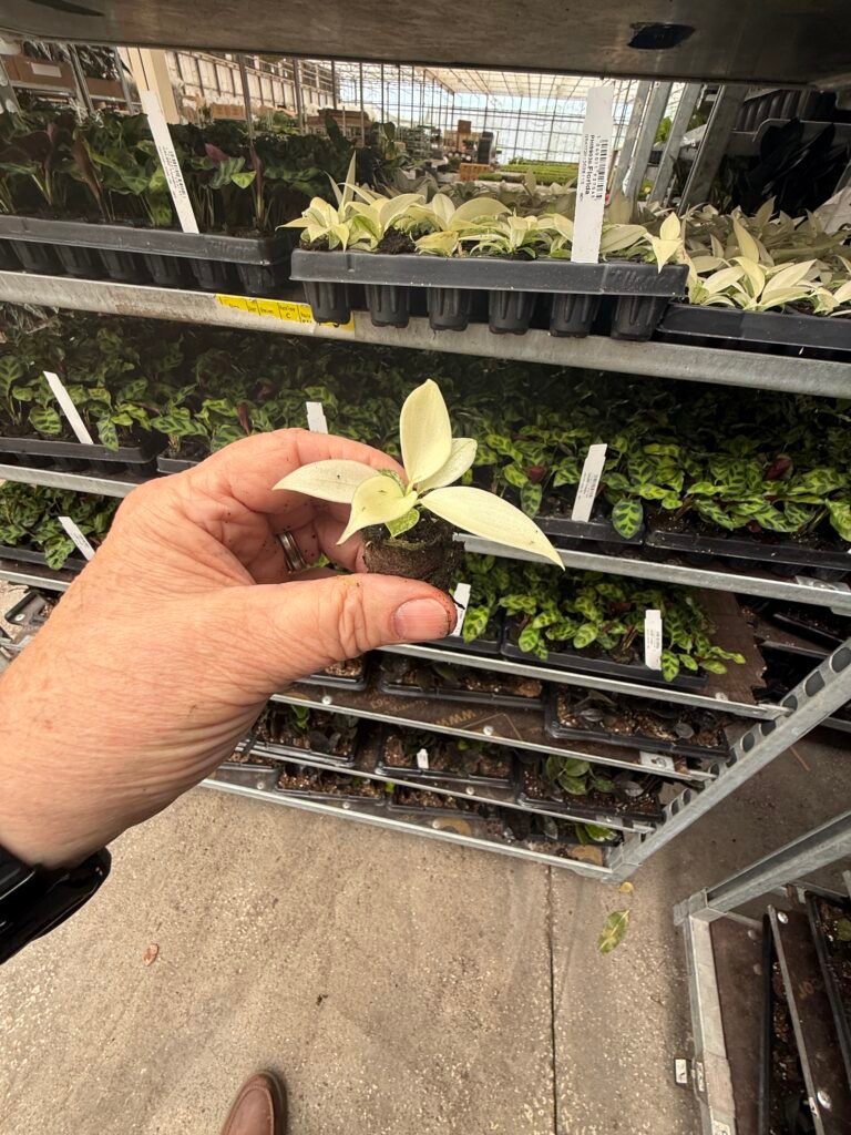 Close view of rooted houseplant plugs in a wholesale tray
