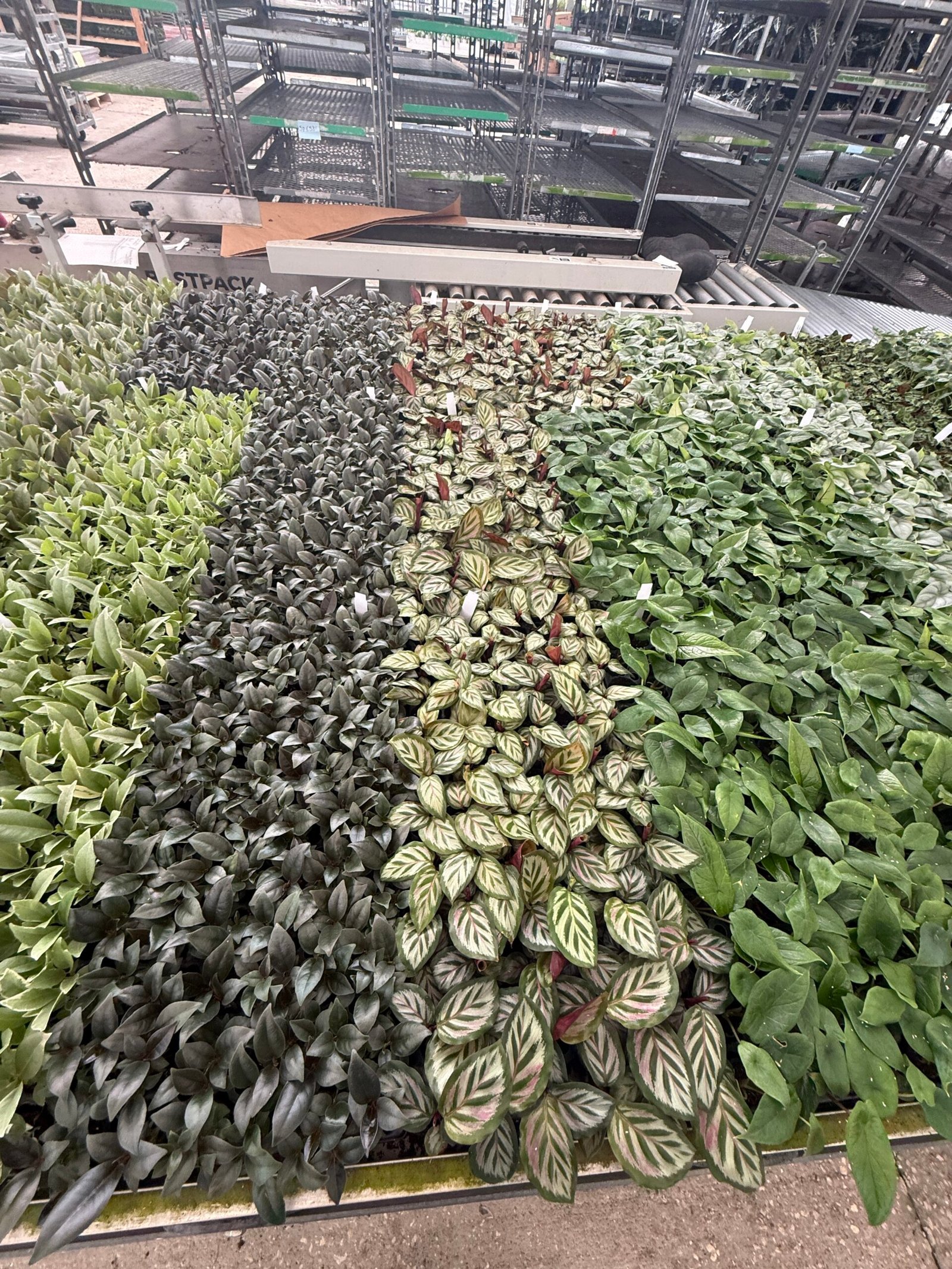 Rooted plug trays lined up for wholesale buyers