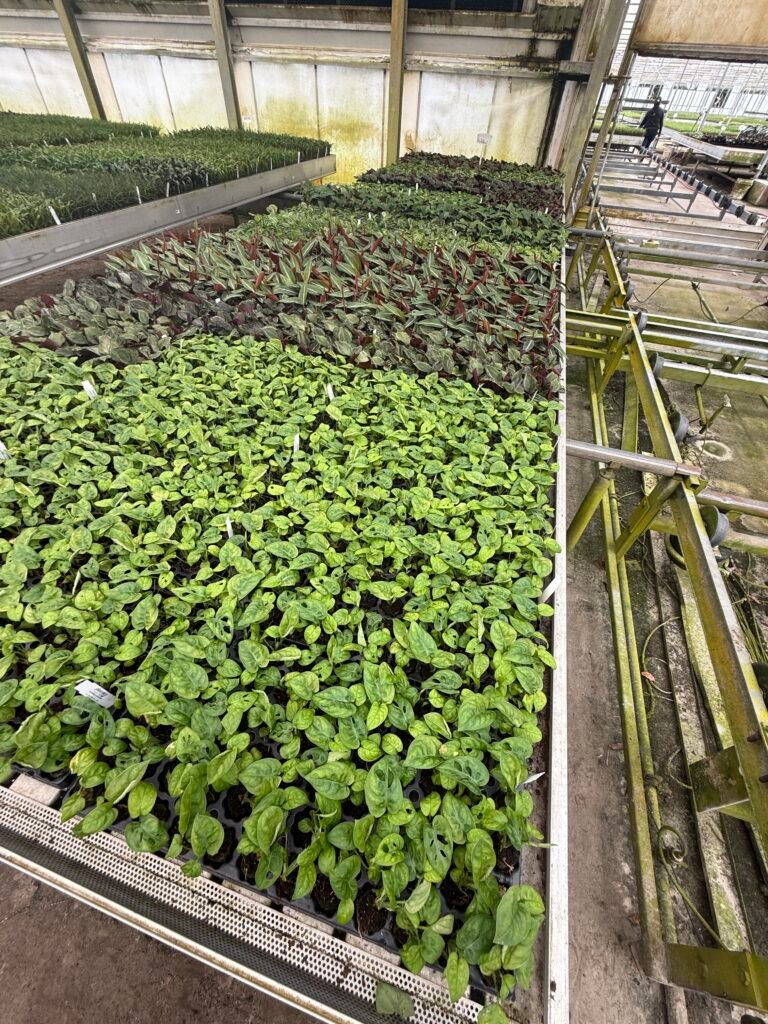 House plant plug trays on nursery benches