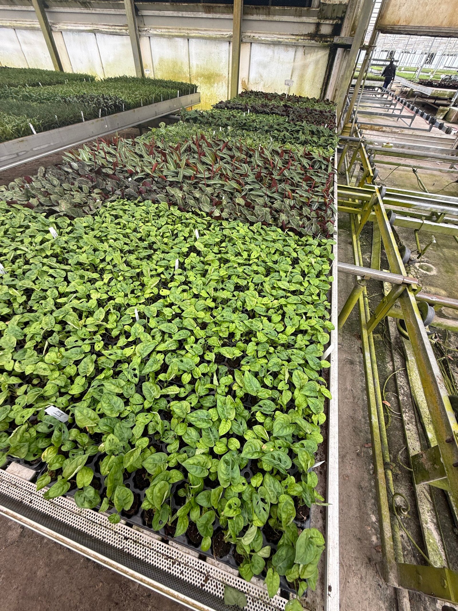 House plant plug trays on nursery benches