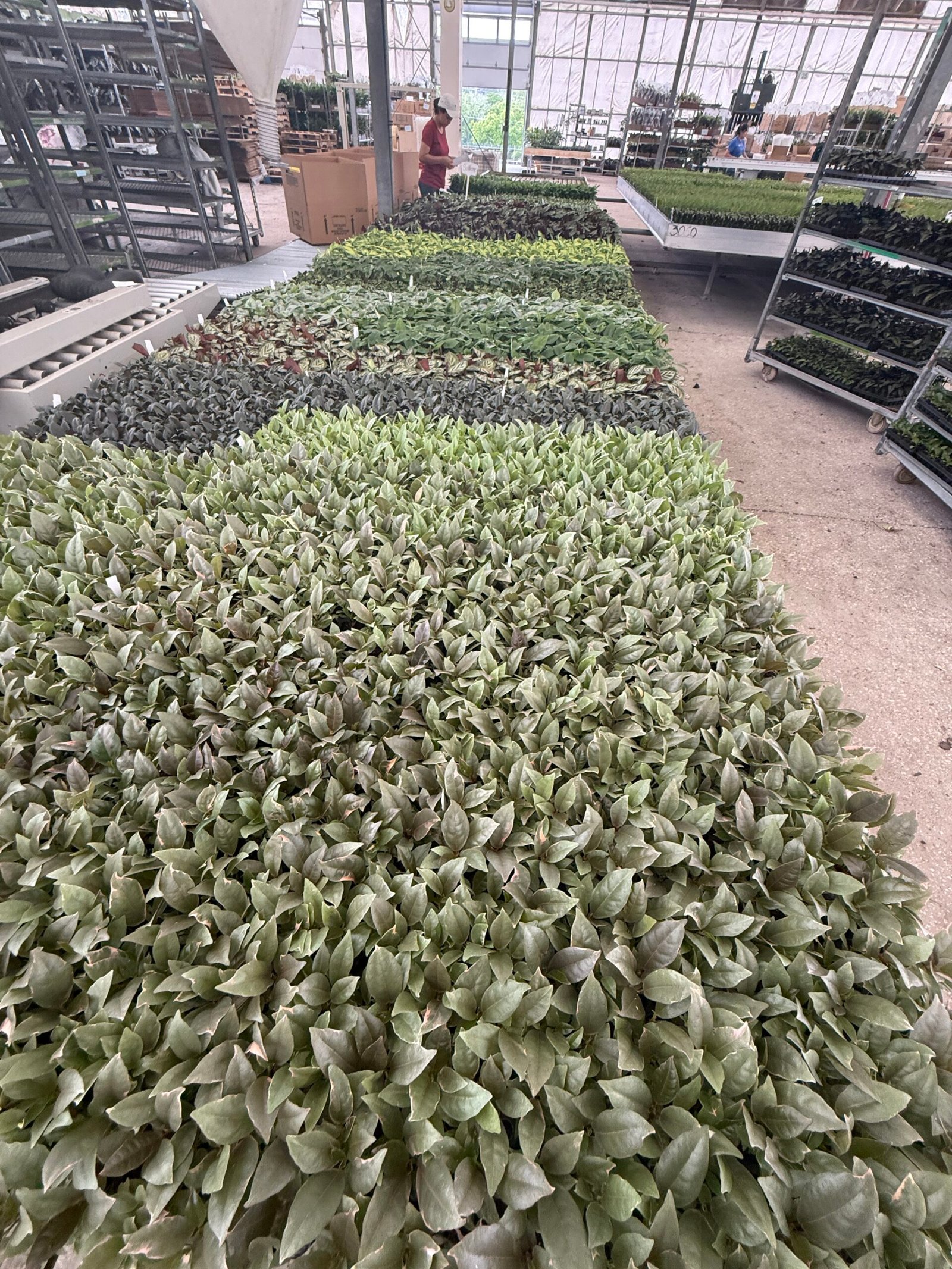 Nursery lineup of wholesale rooted plug trays