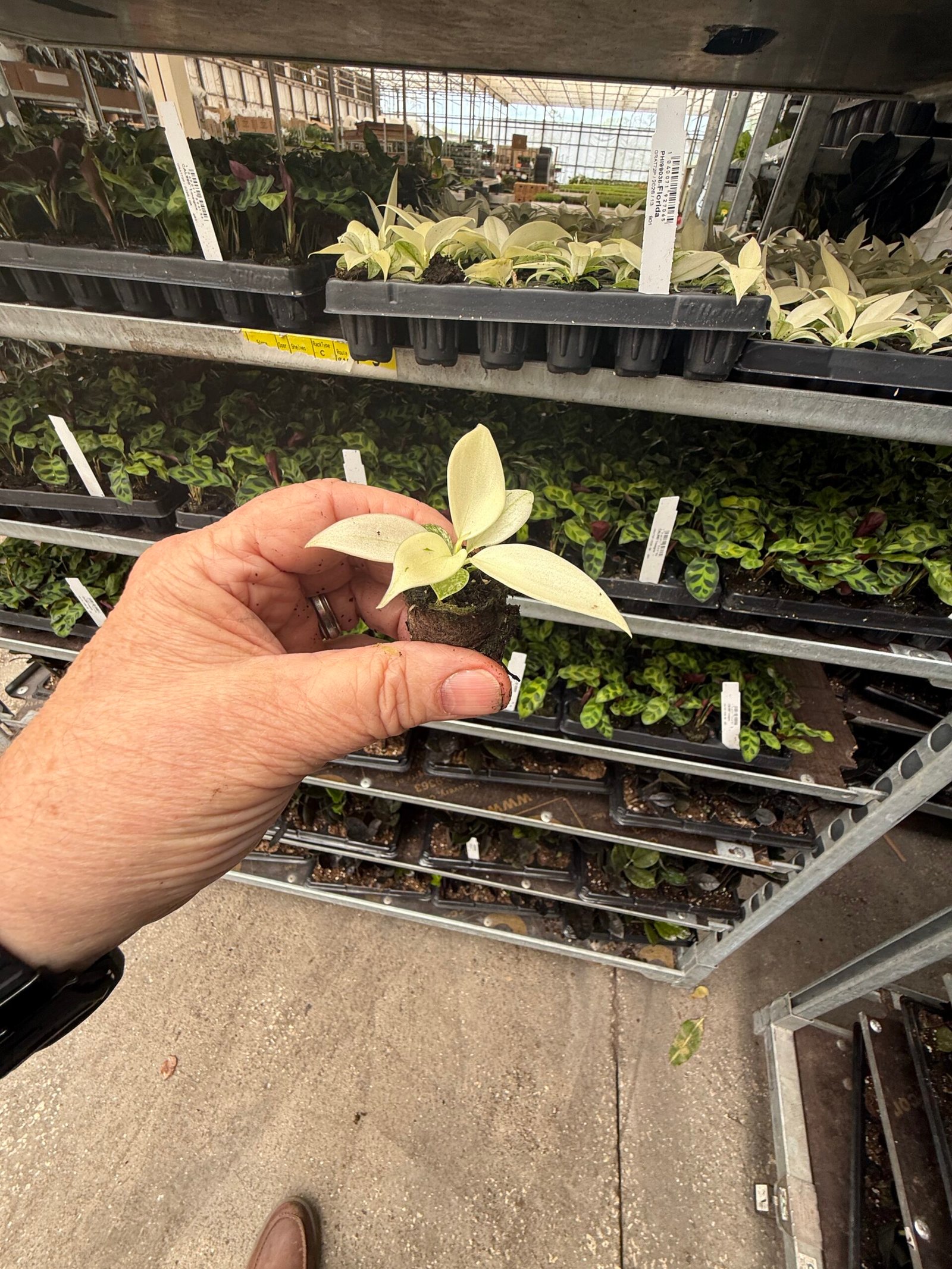 Rooted house plant plugs in wholesale trays