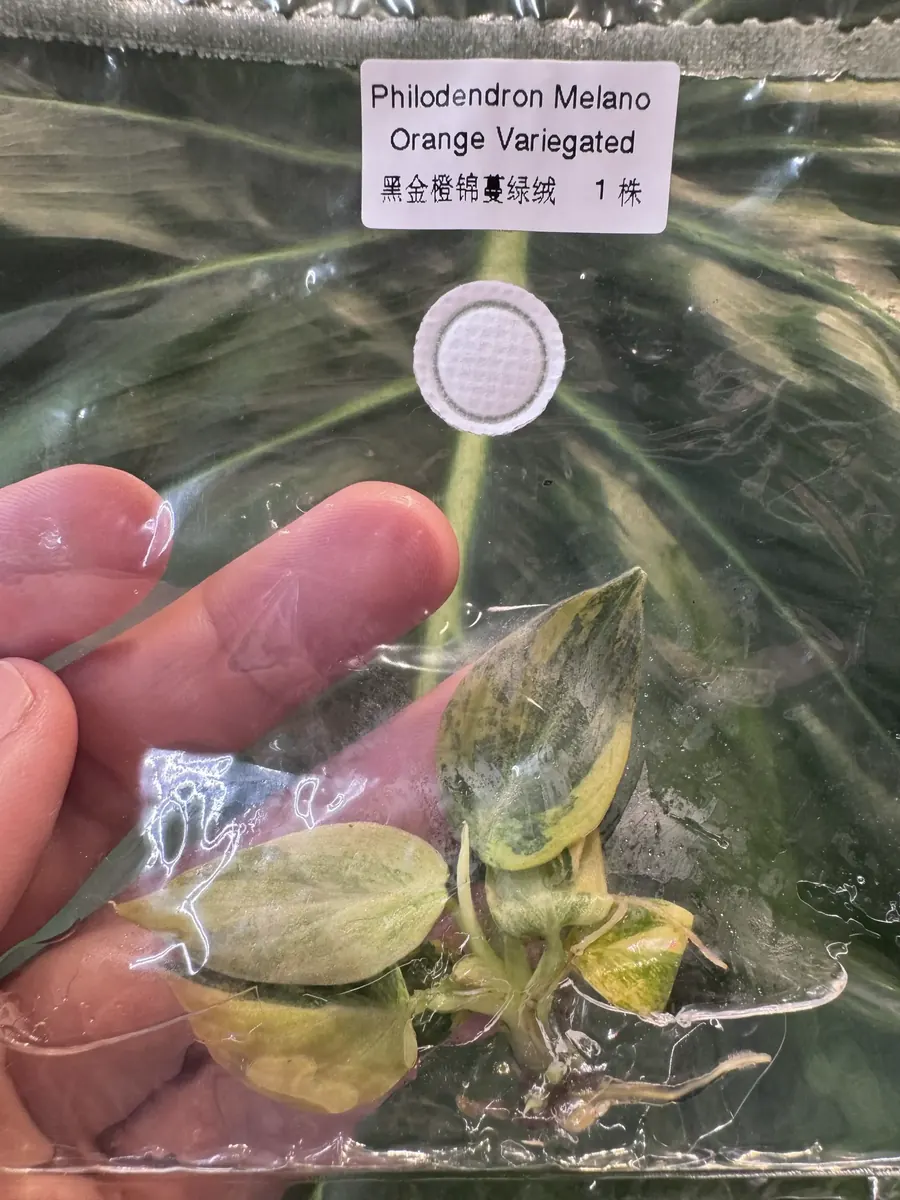 Tissue culture plant from Rare Root Labs U.S. stock in Easley, South Carolina