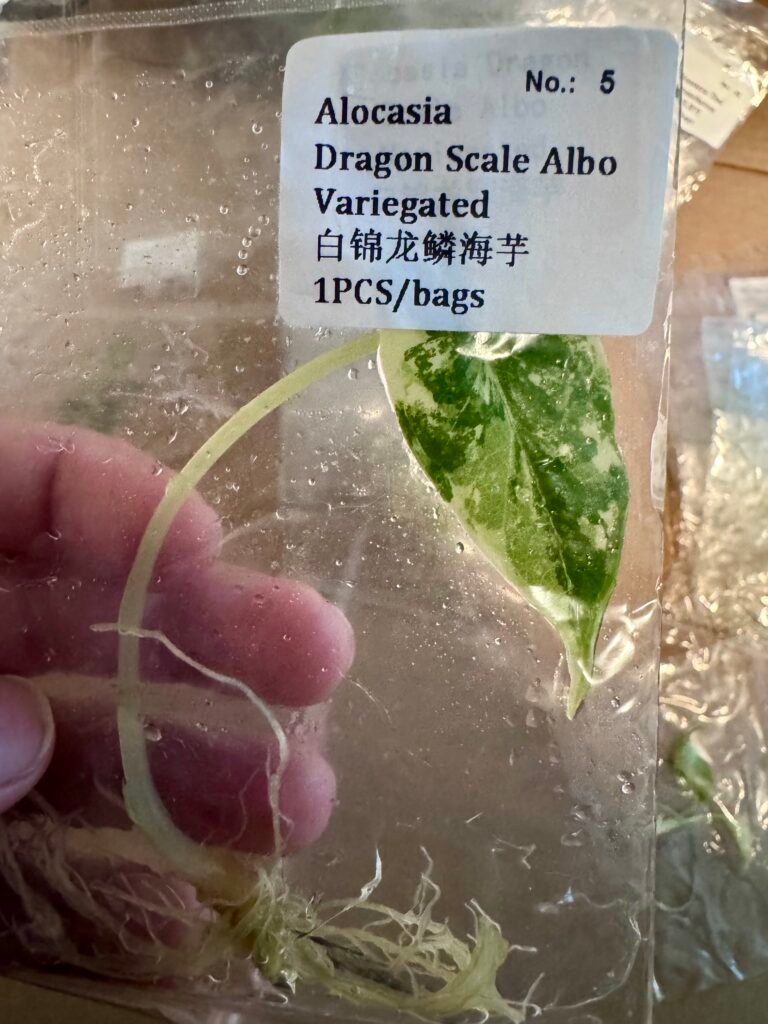 Alocasia Dragon Scale Albo Variegated tissue culture plantlet in a clear bag, wholesale, 1 plant