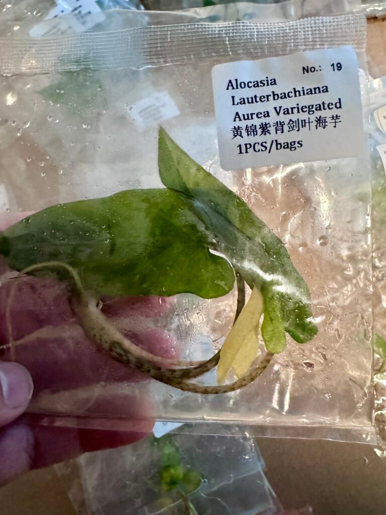 Alocasia Lauterbachiana Aurea Variegated tissue culture plantlet in a clear bag, wholesale, 1 plant