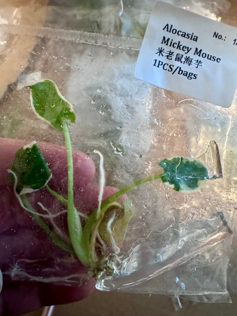 Alocasia Mickey Mouse tissue culture plantlet in a clear bag, wholesale, 1 plant