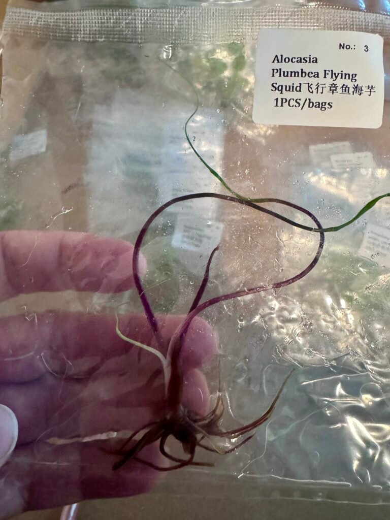 Alocasia Plumbea Flying Squid tissue culture plantlet in a clear bag, wholesale, 1 plant