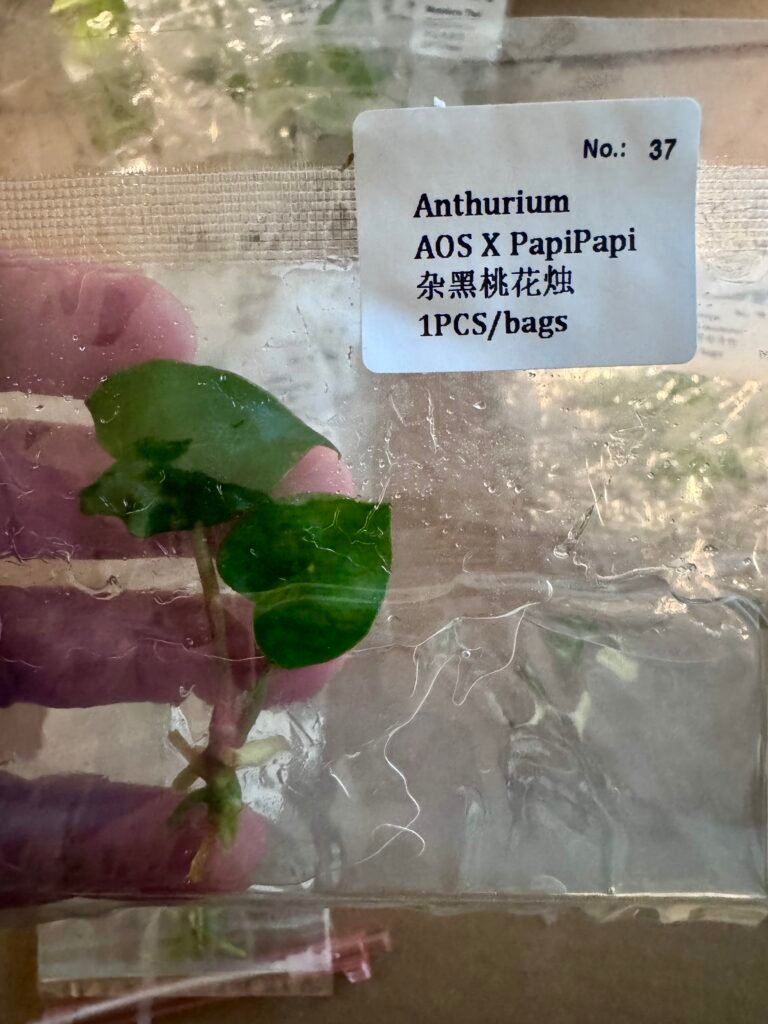 Anthurium AOS X Papi tissue culture plantlet in a clear bag, wholesale, 1 plant