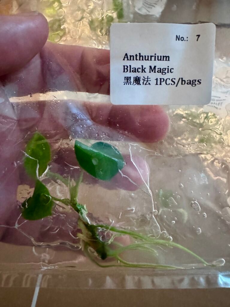 Anthurium Black Magic tissue culture plantlet in a clear bag, wholesale, 1 plant
