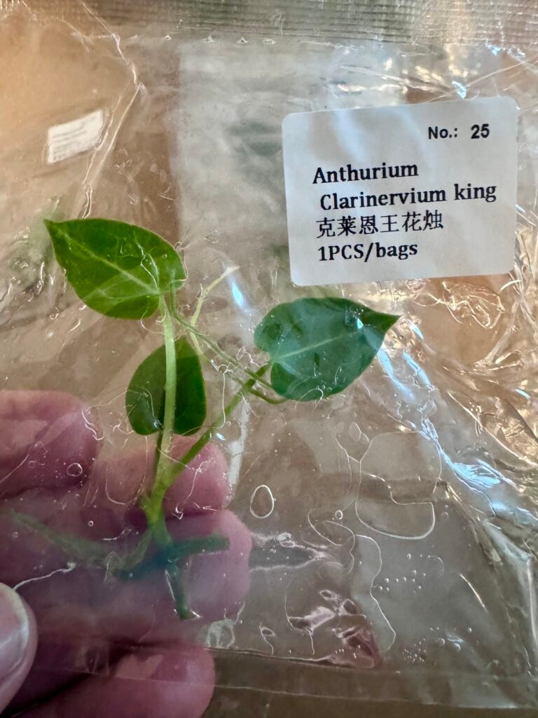 Anthurium Clarinervium king tissue culture plantlet in a clear bag, wholesale, 1 plant