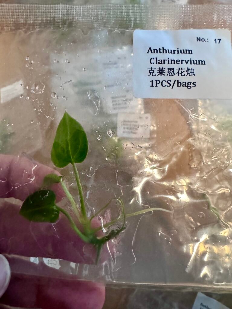 Anthurium Clarinervium tissue culture plantlet in a clear bag, wholesale, 1 plant