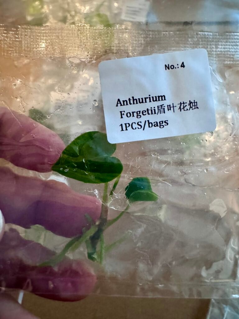 Anthurium Forgetii tissue culture plantlet in a clear bag, wholesale, 1 plant