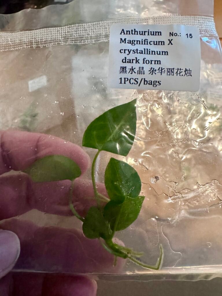 Anthurium Magnificum X crystallinum dark form tissue culture plantlet in a clear bag, wholesale, 1 plant