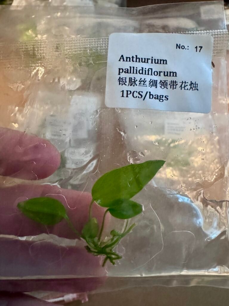 Anthurium Pallidiflorum tissue culture plantlet in a clear bag, wholesale, 1 plant