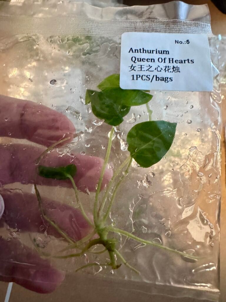 Anthurium Queen Of Hearts tissue culture plantlet in a clear bag, wholesale, 1 plant
