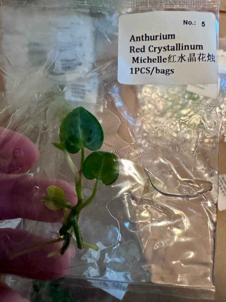 Anthurium Red Crystallinum Michelle tissue culture plantlet in a clear bag, wholesale, 1 plant