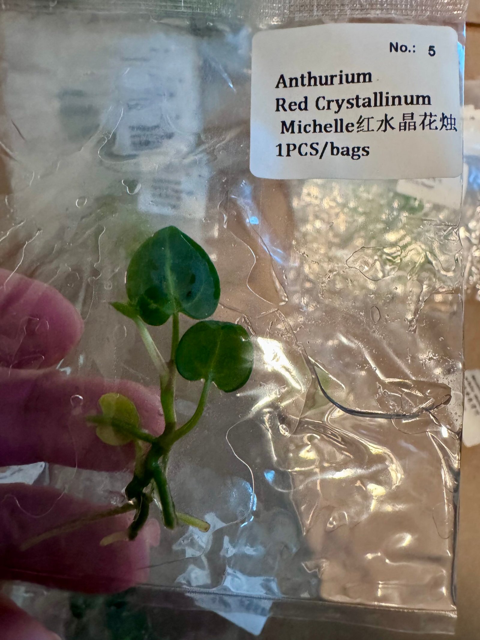 Anthurium Red Crystallinum Michelle tissue culture, 1 pc, wholesale