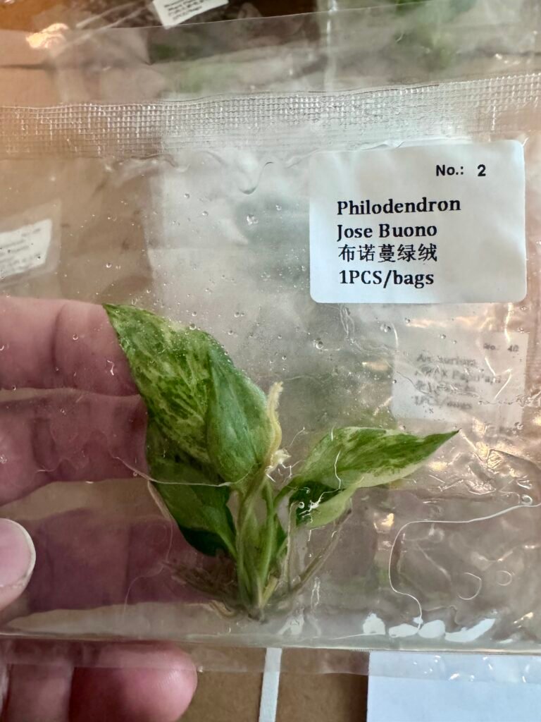 Philodendron Jose Buono tissue culture plantlet in a clear bag, wholesale, 1 plant