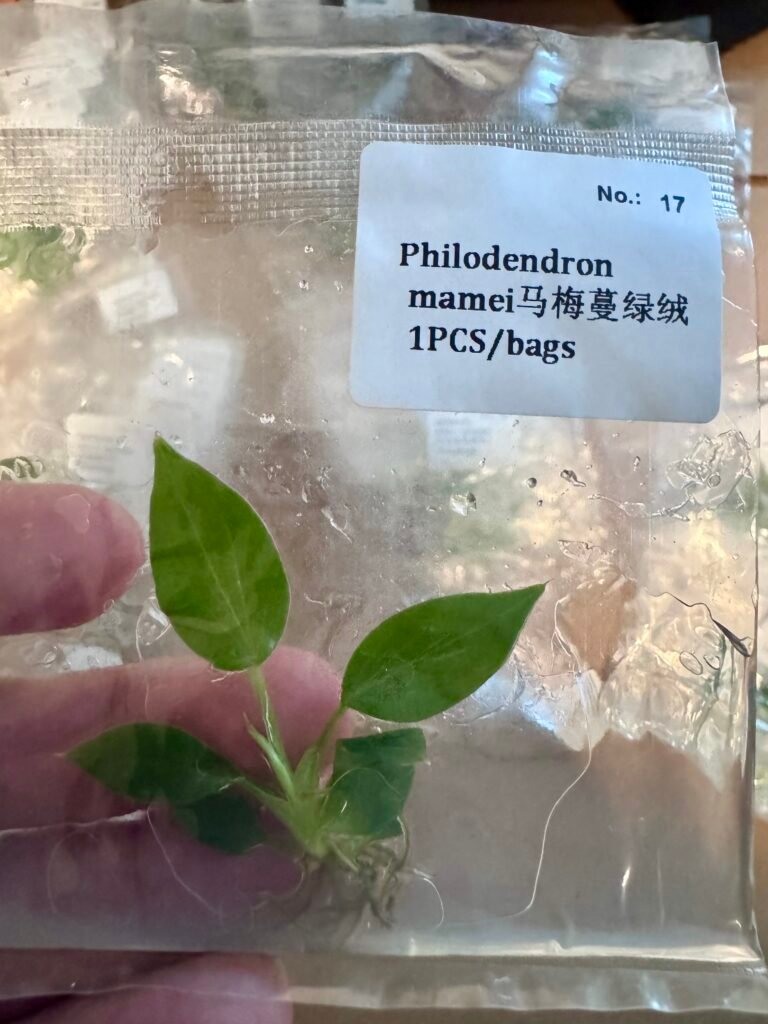 Philodendron Mamei tissue culture plantlet in a clear bag, wholesale, 1 plant