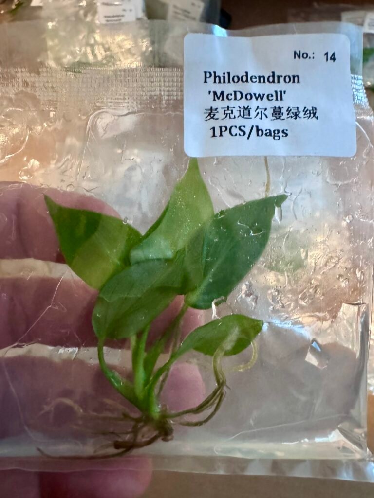 Philodendron McDowell tissue culture plantlet in a clear bag, wholesale, 1 plant