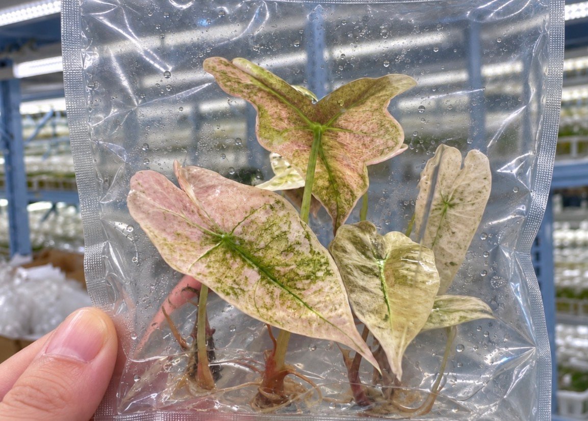 Alocasia Nobilis Frozen Ghost variegated plant