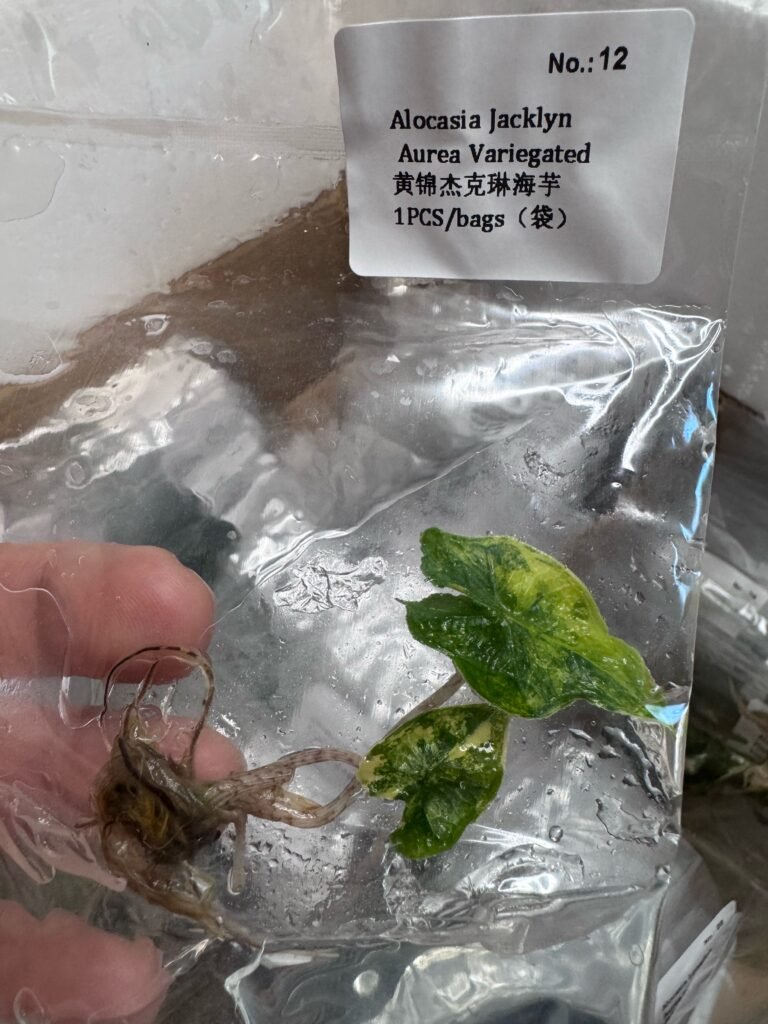 Alocasia Jacklyn Aurea Variegated tissue culture plant in sterile bag – Rare Root Labs