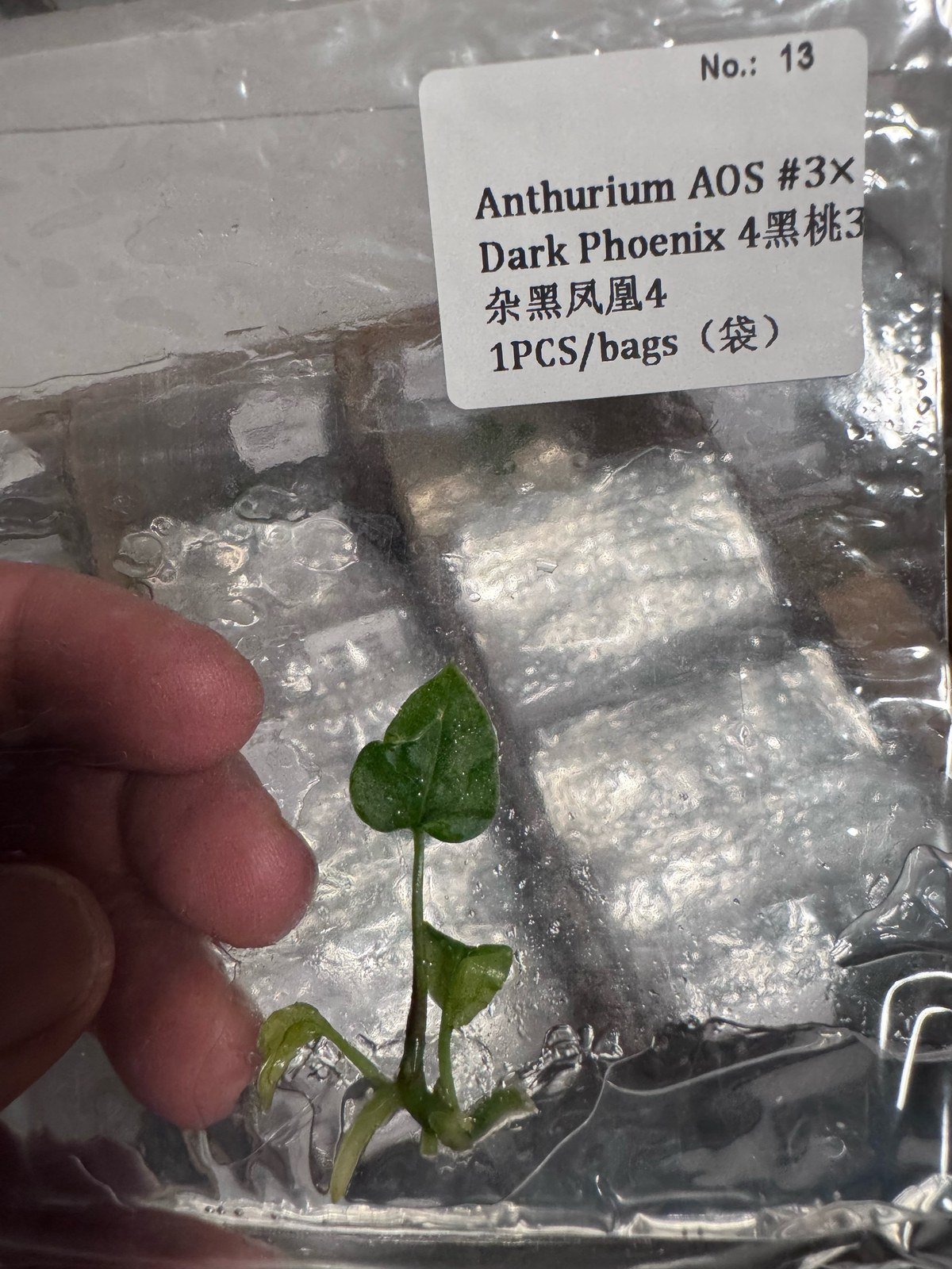 Anthurium AOS #3 x Dark Phoenix 4 tissue culture plantlet (1 pc) – Rare Root Labs