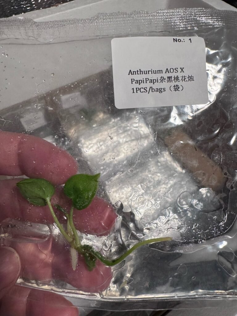 Anthurium AOS x Papi Papi tissue culture plantlet – Rare Root Labs