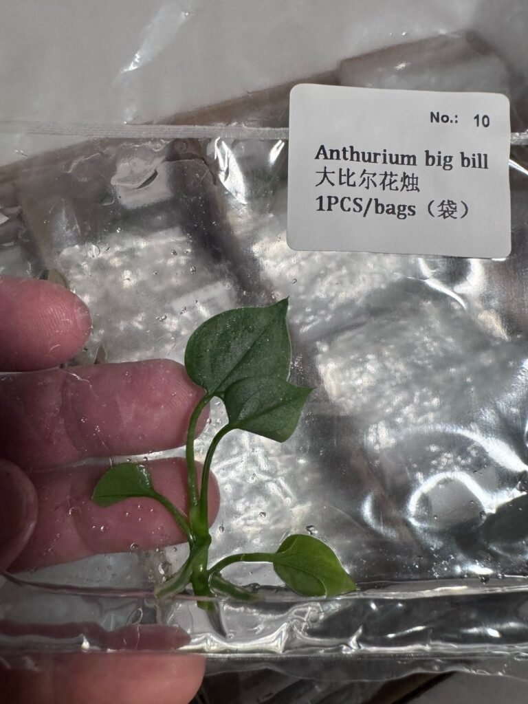 Anthurium Big Bill tissue culture plantlet – Rare Root Labs