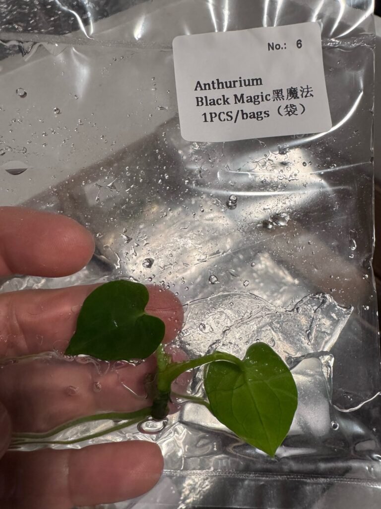 Anthurium Black Magic tissue culture plantlet – Rare Root Labs