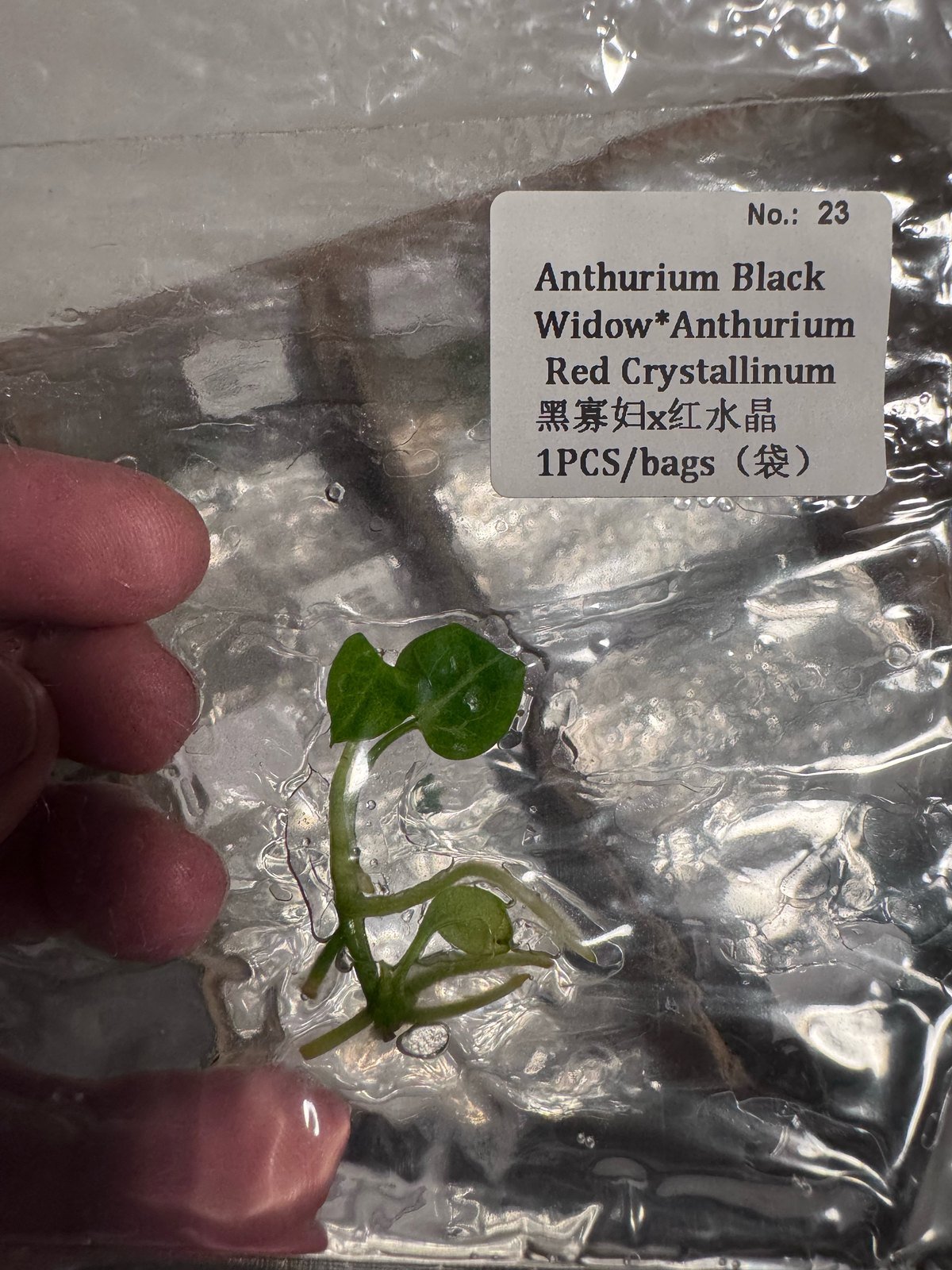 Anthurium Black Widow x Red Crystallinum tissue culture plantlet (1 pc) – Rare Root Labs