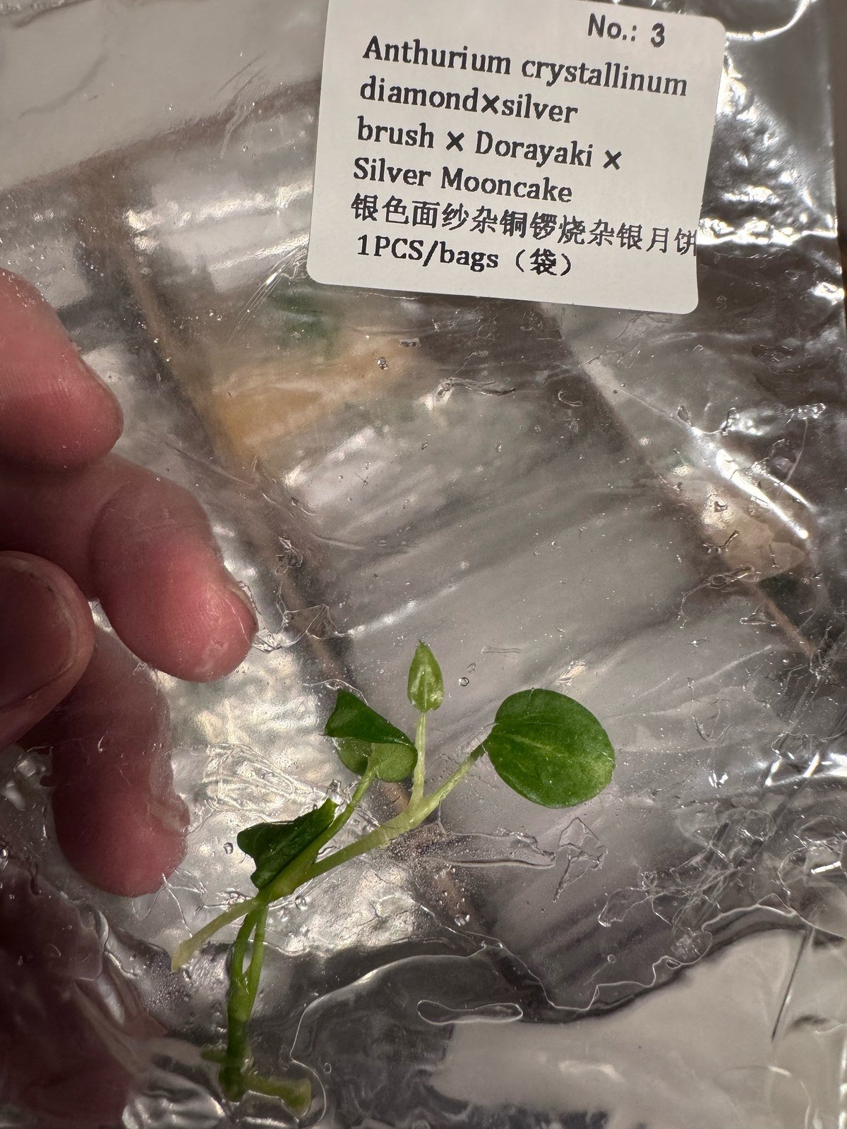 Anthurium Crystallinum Diamond x Silver Brush x Dorayaki x Silver Mooncake tissue culture plantlet (1 pc) – Rare Root Labs