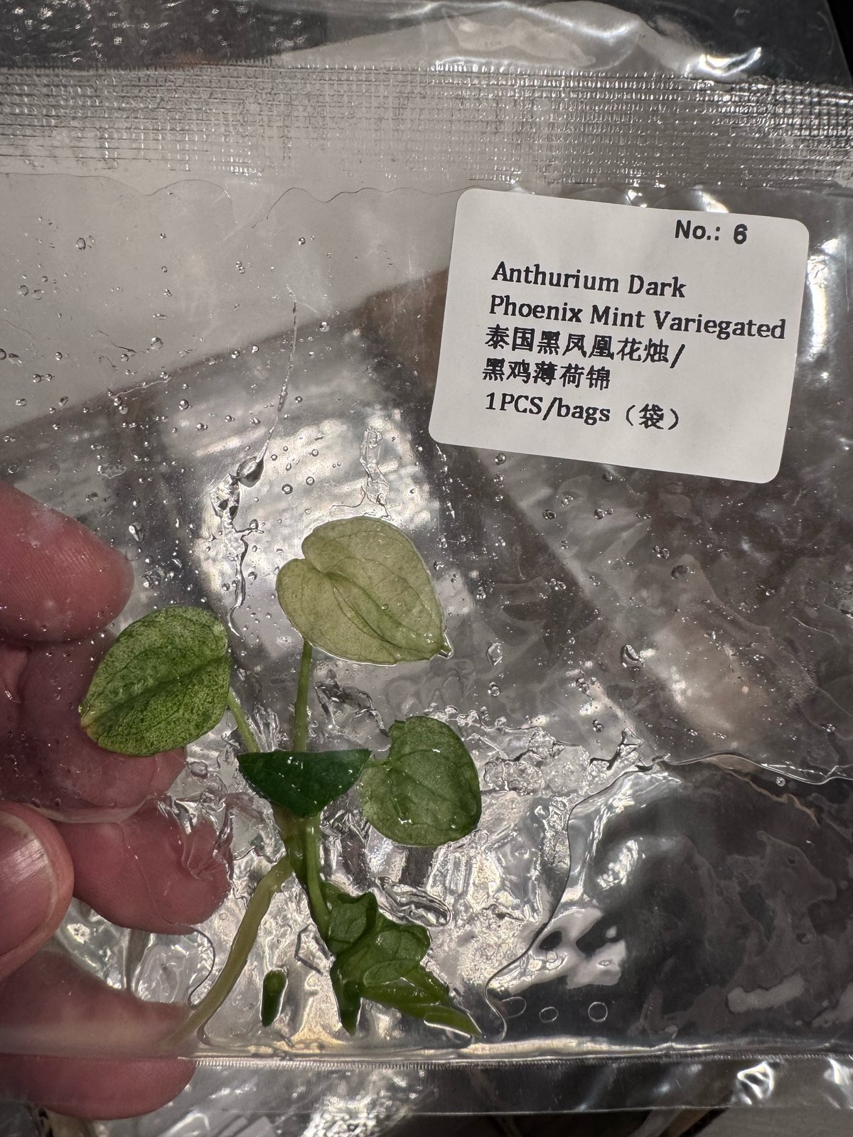 Anthurium Dark Phoenix Mint Variegated tissue culture plantlet (1 pc) – Rare Root Labs