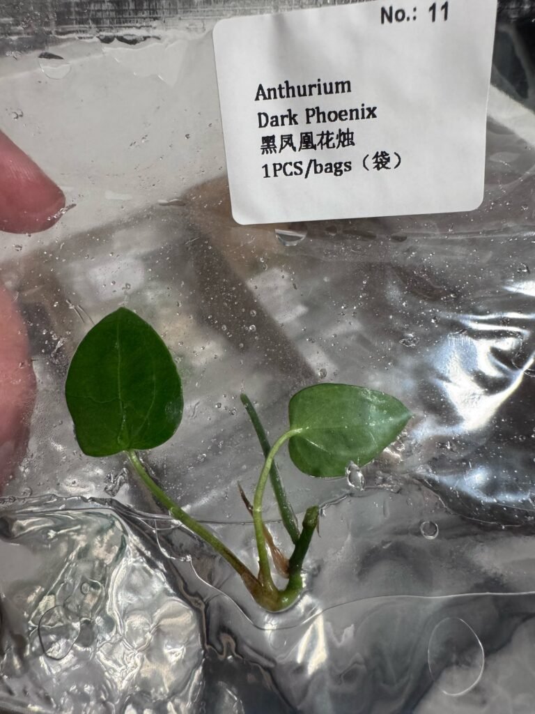 Anthurium Dark Phoenix tissue culture plantlet – Rare Root Labs