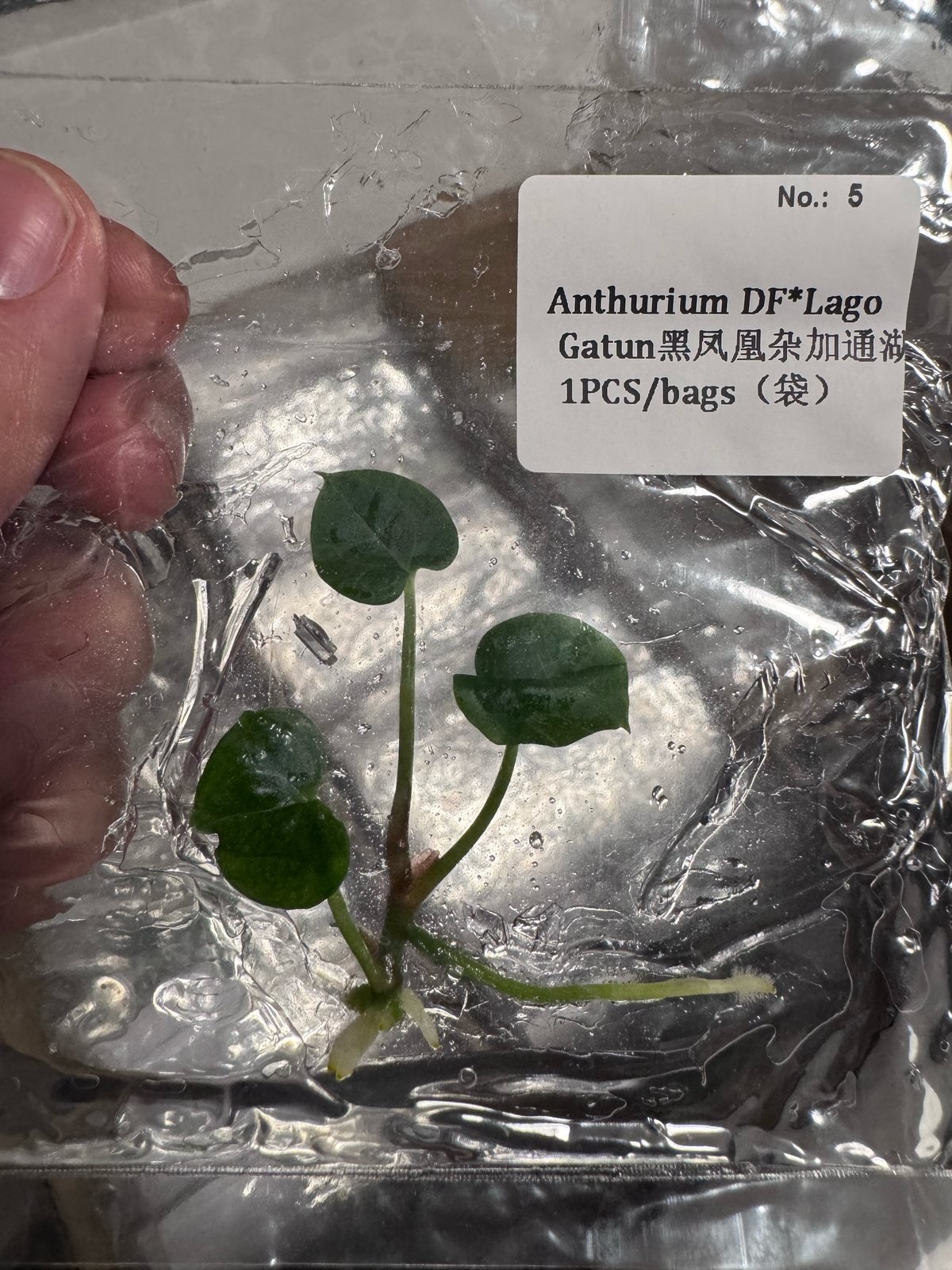 Anthurium DF (Dark Phoenix) x Lago Gatun tissue culture plantlet (1 pc) – Rare Root Labs