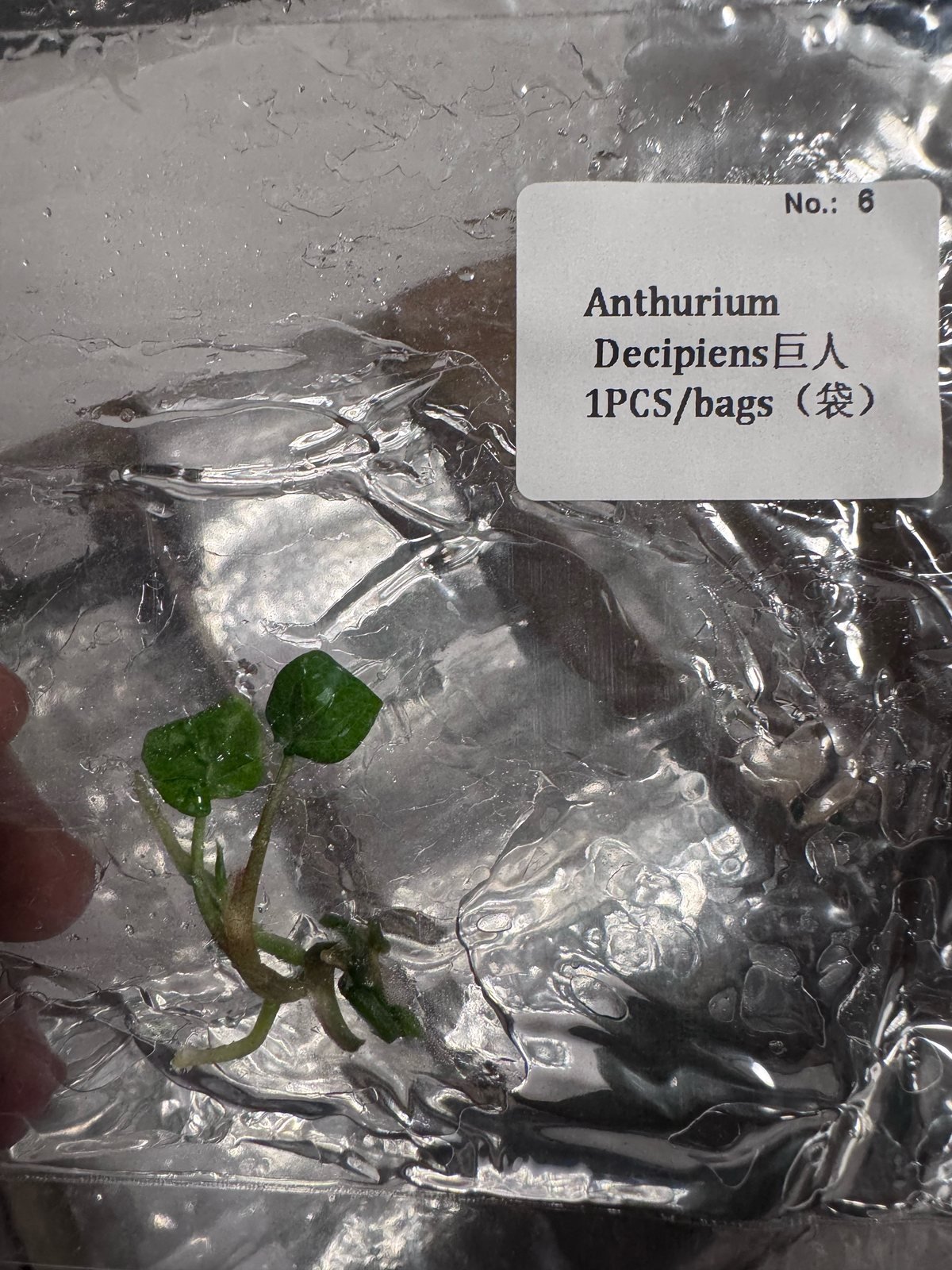 Anthurium Decipiens tissue culture plantlet (1 pc) – Rare Root Labs