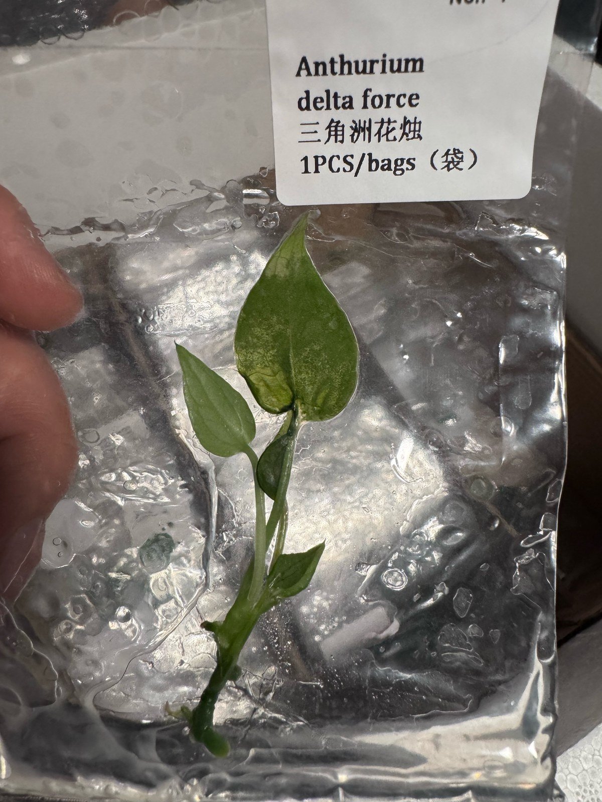 Anthurium Delta Force tissue culture plantlet (1 pc) – Rare Root Labs