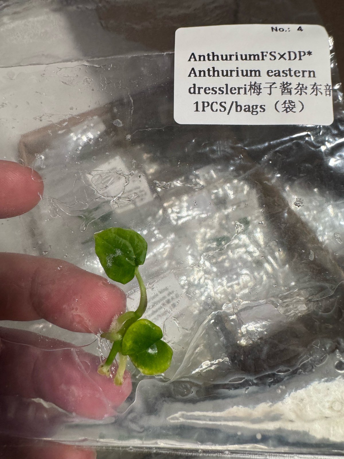Anthurium FS x DP x Eastern Dressleri tissue culture plantlet (1 pc) – Rare Root Labs