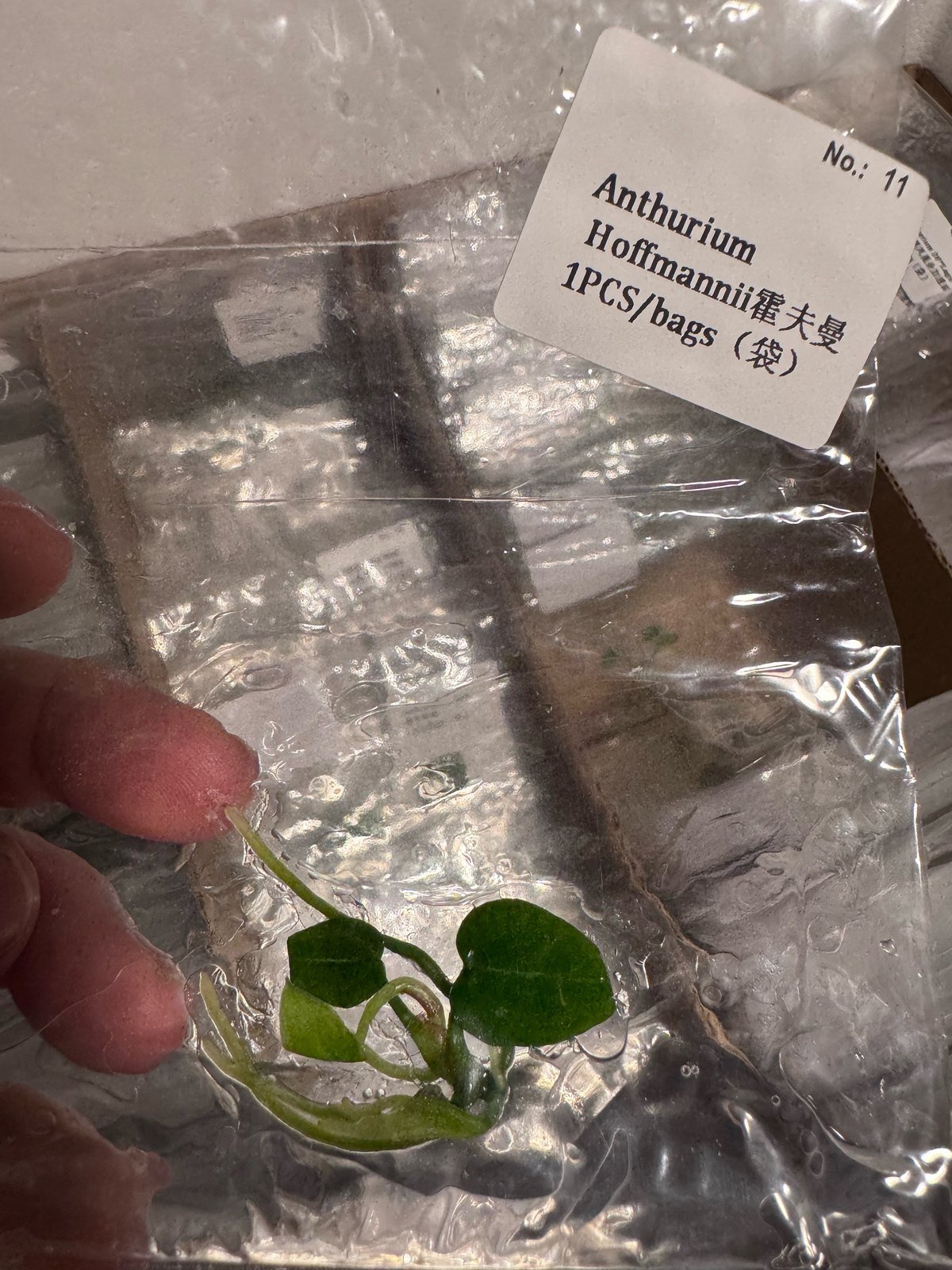 Anthurium Hoffmannii tissue culture plantlet (1 pc) – Rare Root Labs