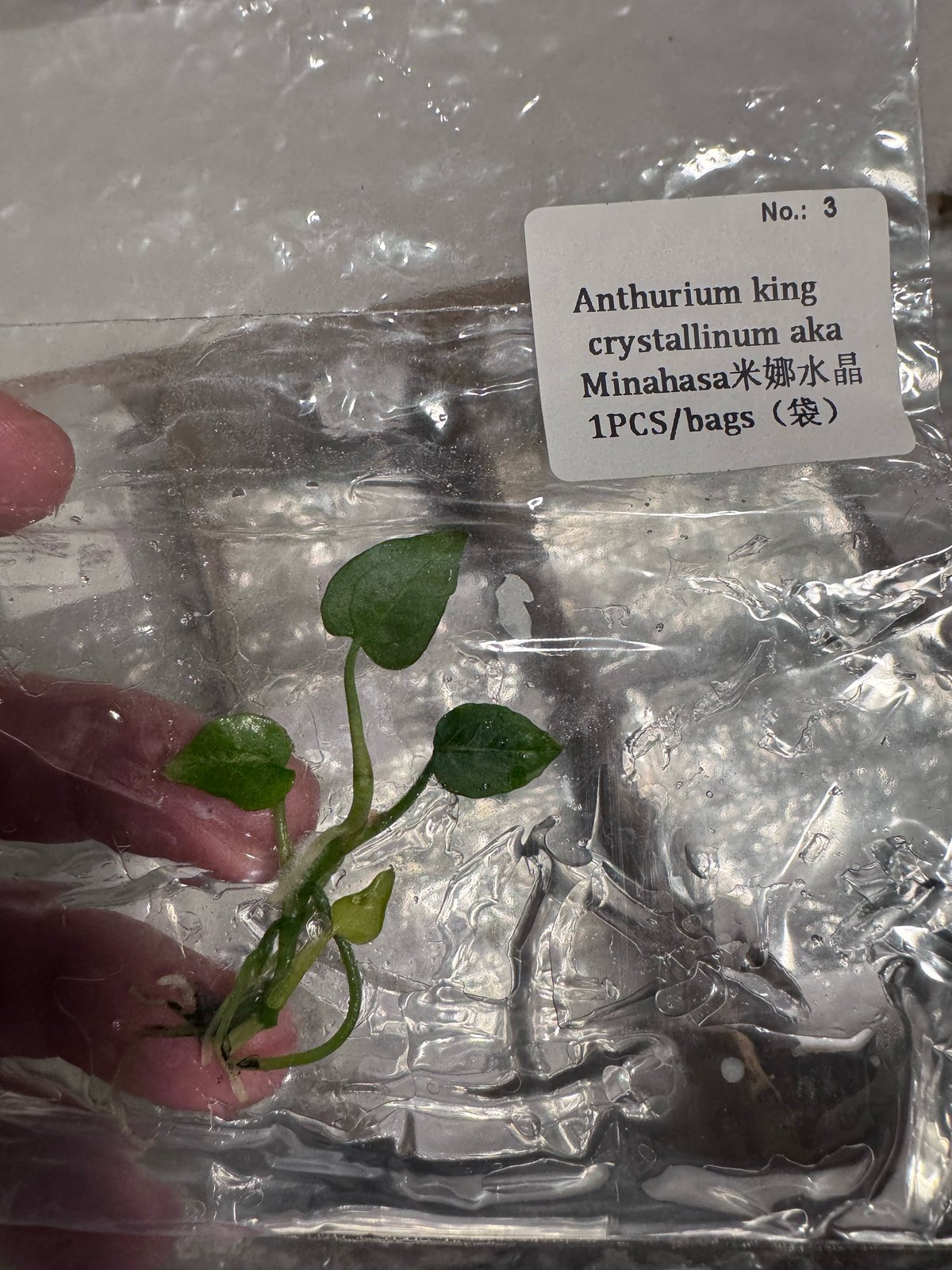 Anthurium King Crystallinum (Minahasa) tissue culture plantlet (1 pc) – Rare Root Labs