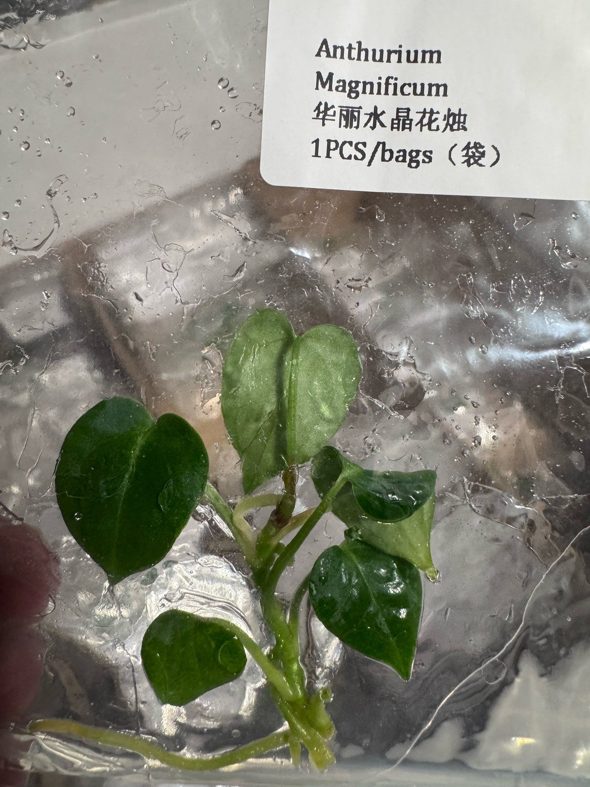 Anthurium Magnificum tissue culture plantlet (1 pc) – Rare Root Labs